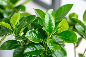 Obraz premium Lush Green Plant Leaves Closeup Nature Photography