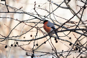 A bullfinch sits on a rowan tree
