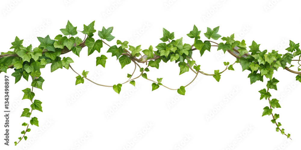 Poster lush ivy vine with curling tendrils isolated on transparent background for versatile design applicat
