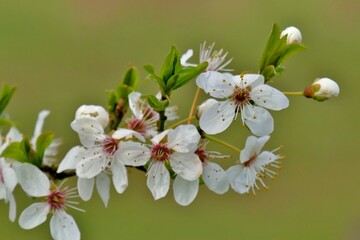 Fleurs d’un arbre fruitier au printemps à 
