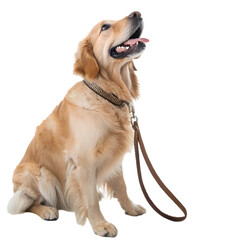 Golden Retriever Dog: Puppy, Pet, Canine
