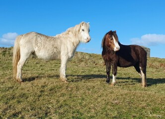 Two Wild Ponies on the Llanddwyn Peninsula in Anglesey, north Wales