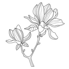 Magnolia. Flowers. Linear flowers. Botany. Abstract linear magnolias. Vector illustration of a magnolia. Flower sketches for tattooing. Floral coloring page