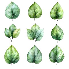 Fototapeta premium Delicate Watercolor Leaf Set on White Background