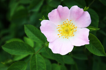 Dog rose flower