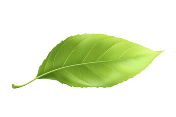 Obraz premium Green Leaf Isolated Fresh foliage Nature element.