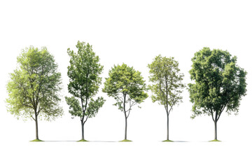 Isolated Trees Cutout Tree Green Leaf.