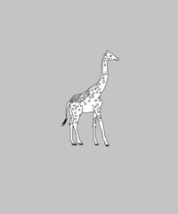 giraffe vector illustration
