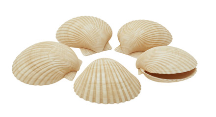 Isolated Group of Seashells