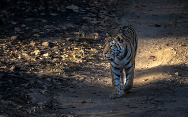 Fototapeta premium Tiger on the prowl through dappled sunlight