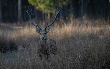 A Barasingha, 12 horned southern swamp deer