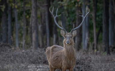 A Barasingha, 12 horned southern swamp deer
