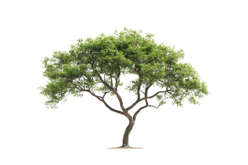 Tree isolated cutout with natural element.