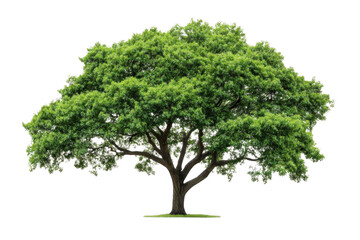 Tree isolated with green crown, nature, and black.