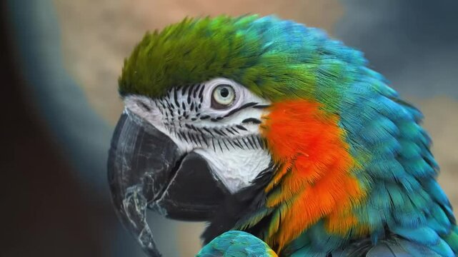 blue and yellow macaw, blue and yellow macaw ara