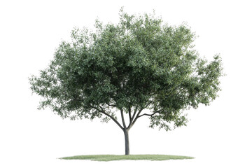 Obraz premium Tree Isolated with Nature, Summer, and Green.