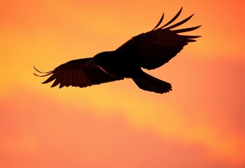 Obraz premium Silhouette of a bird in flight against a vibrant sunset, showcasing its powerful wings and graceful movement across the warm, colorful sky.