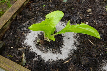 plants surrounded by ash to protect them from snails in the vegetable garden