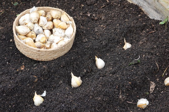 soil furrow with garlic cloves planted. growing garlic in furrows in the vegetable garden next to wicker basket with garlic.