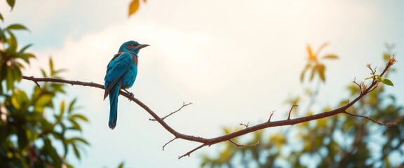 Obraz premium Serene avian perched on a slender branch, bathed in soft sunlight amidst a gentle breeze and lush foliage.