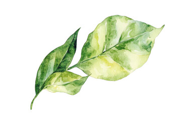 Watercolor leaves with botanical, and isolated.