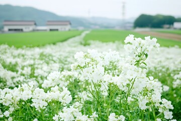 Obraz premium Serene White Flowers Field Green Landscape Rural Scenery