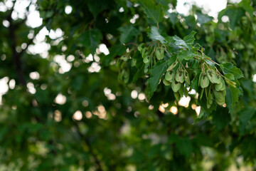 Close up macro photo of leaves on the tree	