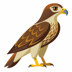 Red-tailed hawk and eagle in white background, showing predator features like sharp beak, feathers, and piercing eye