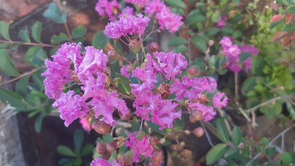 Lagerstroemia indica, A Flowering Shrub That Is Very Popular In The Indonesian State