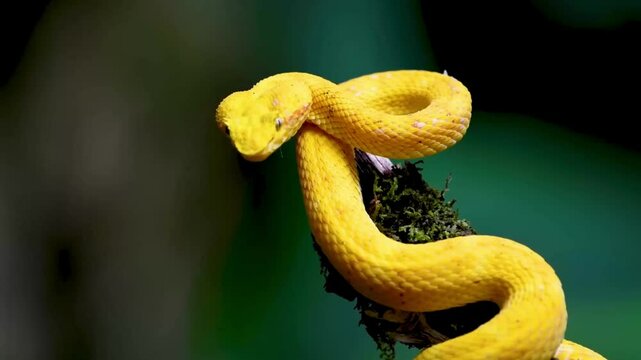 snake in a tree