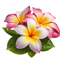 Obraz premium Pink and yellow plumeria flowers with green leaves creating a tropical atmosphere