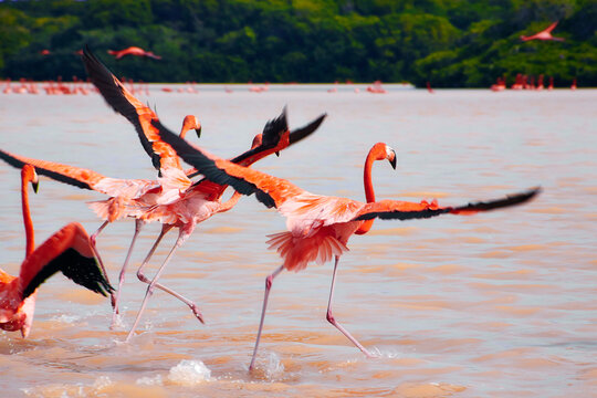 Mexiko &ndash; Flamingos starten im Flug &uuml;ber rosafarbenem Lagunenwasser