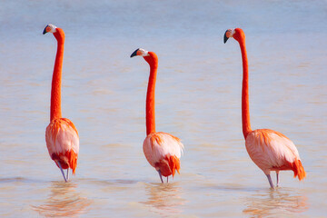 Flamingos im flachen Wasser in Mexiko