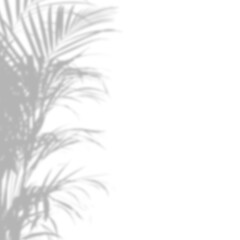 Realistic palm tree branch shadow overlay effect on the corner. Tropical coconut leaf shadow on transparent background. Design elements for summer spring decoration, Mockup for product presentation