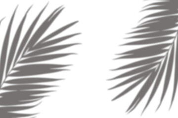 Obraz premium Realistic palm tree branch shadow overlay effect on the corner. Tropical coconut leaf shadow on transparent background. Design elements for summer spring decoration, Mockup for product presentation