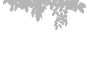 Realistic blurred leaf shadow effect isolated on transparent background. blur branch leaves shadow. Plant foliage silhouette. Nature design element for spring summer, mockup for product presentation