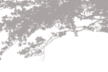 Realistic blurred leaf shadow effect isolated on transparent background. blur branch leaves shadow. Plant foliage silhouette. Nature design element for spring summer, mockup for product presentation