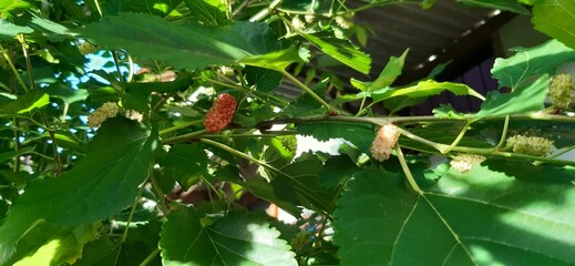 Planting Long Mulberries In The Yard