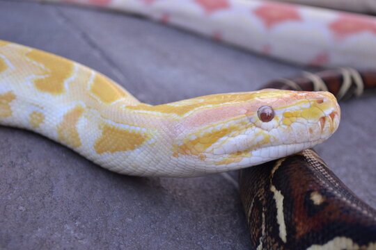 The Burmese Python, Python Bivittatus Albino