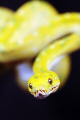 Beautiful Morelia Viridis Biak Locality In Papua Indonesia, Reptile Snake Macro Photography