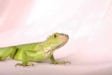 Beautiful Juvenile Iguana On White Background