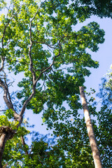 East Nusa Tenggara , Indonesia – 05 . 28. 2024 – The connecting road of Sumba Regency passes through dense forests with large trees