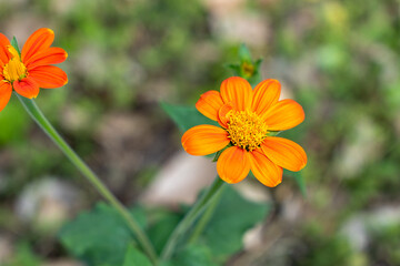 Mexican Sunflower, Tithonia rotundifolia in a green meadow.