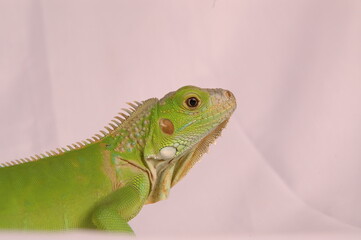 Beautiful Juvenile Iguana On White Background