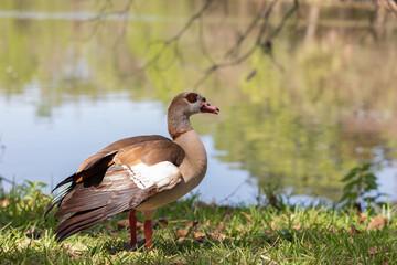 Egyptian Goose by the Lake in Florida