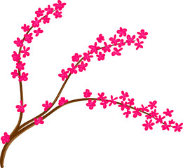 cherry blossom branch