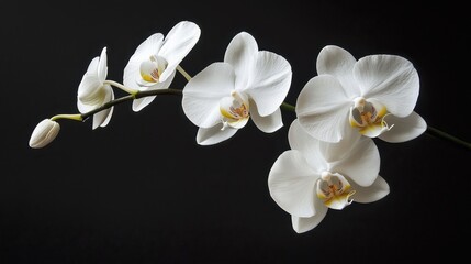 The branch of white orchid on a black background