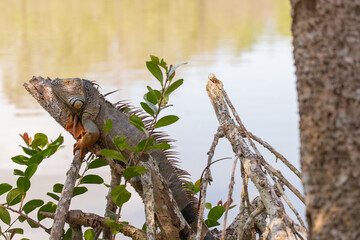 Green Iguana Resting on a Branch by the Water in Florida