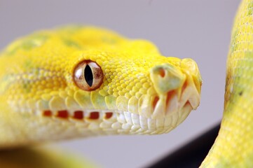 Beautiful Morelia Viridis Snake Eye Taken With Macro Lens