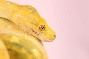 Beautiful Morelia Viridis Snake Eye Taken With Macro Lens